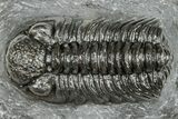 Phacopid (Adrisiops) Trilobite - Jbel Oudriss, Morocco #251654-2